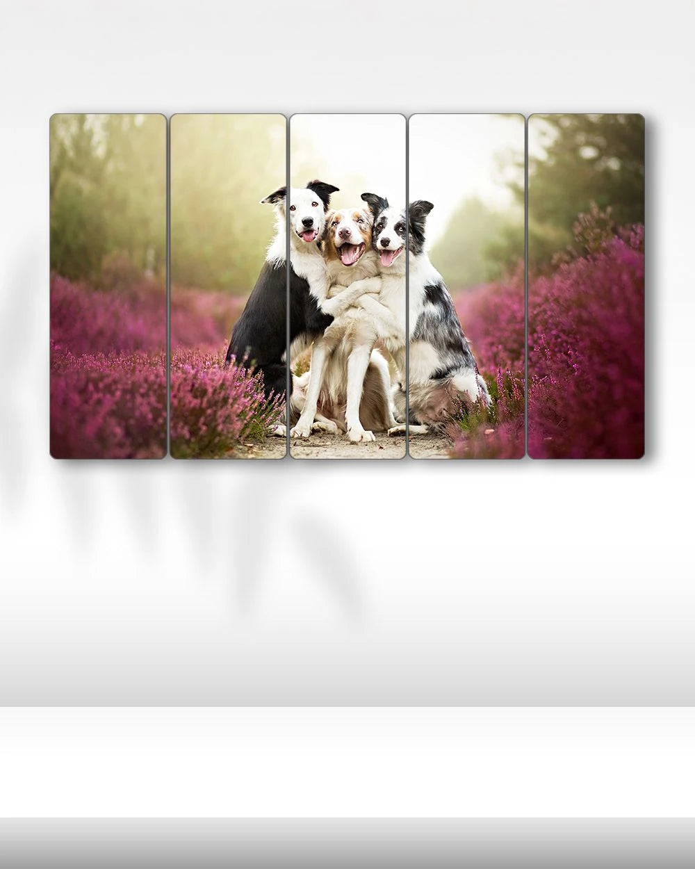 Köpekler, Border Collie Cinsleri - 5 Parçalı Tablo